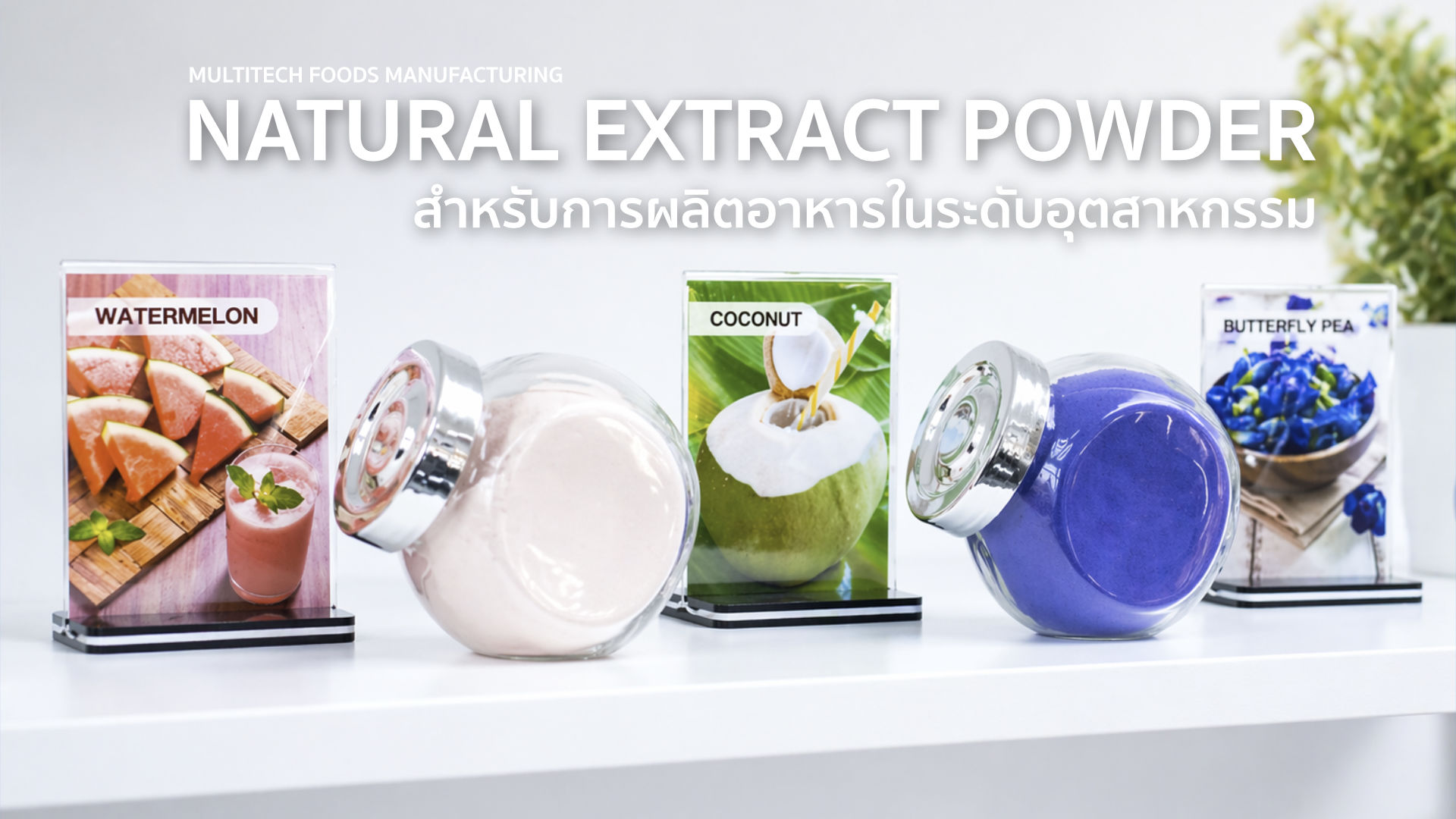 Natural extract powder Thailand