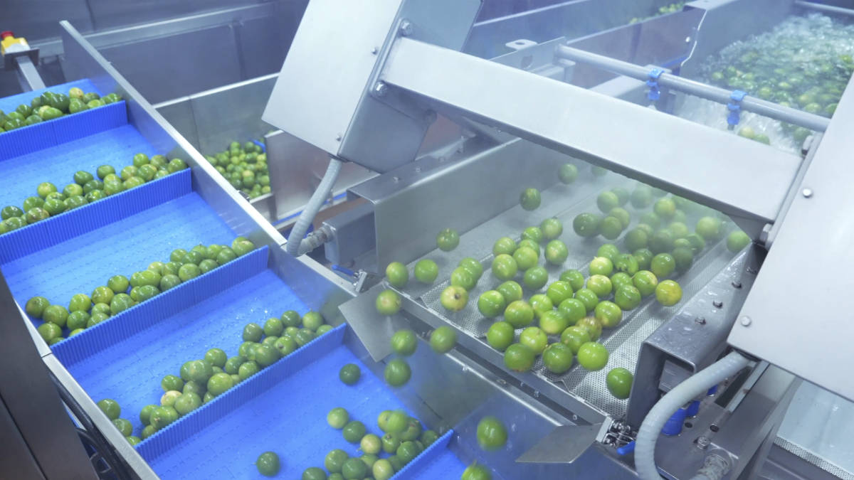 Fruit powder manufacturer Thailand